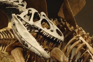 Dinosaur bones Istock