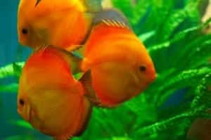 Orange fishes